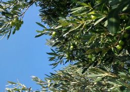 Man Who Killed Over Two Olive Trees Sentenced In Croatia