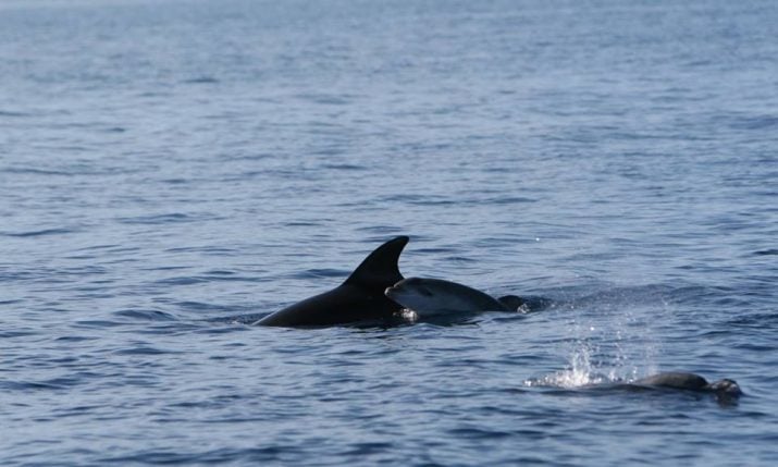 [PHOTO] Baby Dolphin Spotted Near Kornati Islands | Croatia Week