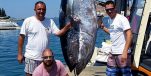 [PHOTO] Fishermen Reel in Biggest Tuna Ever Caught in Croatia