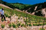 Cracking Croatian Wine: A Visitor-Friendly Guide