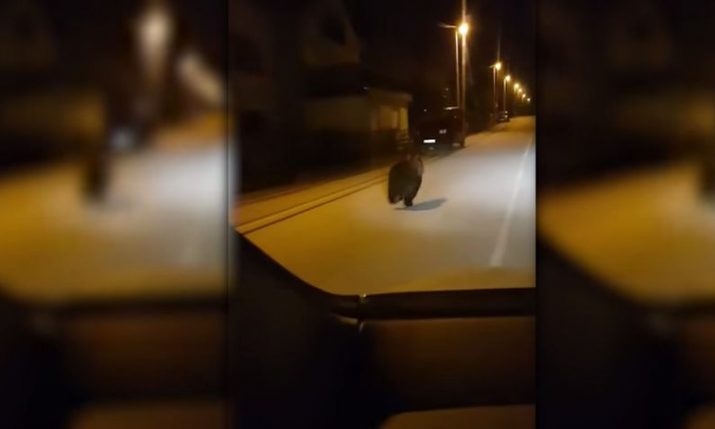 [VIDEO] Bear Running Through Street in Lika