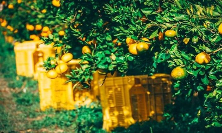 [VIDEO] Autumn Mandarin Orange Picking in Neretva Valley