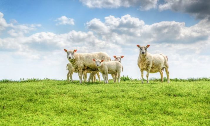 Lamb from Lika gets EU geographical protection status 