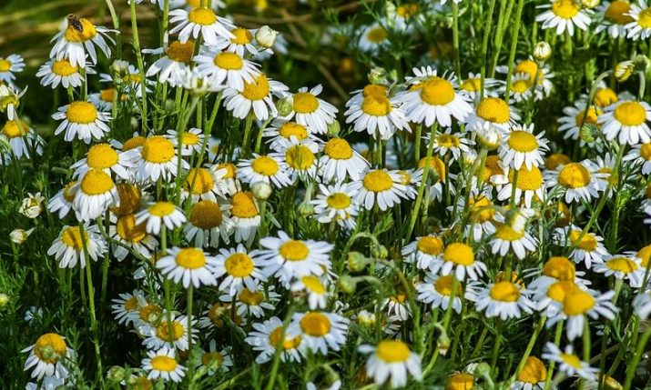 Croatian chamomile in demand over the world | Croatia Week