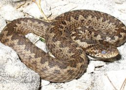 Snakes in Croatia – what to watch out for 