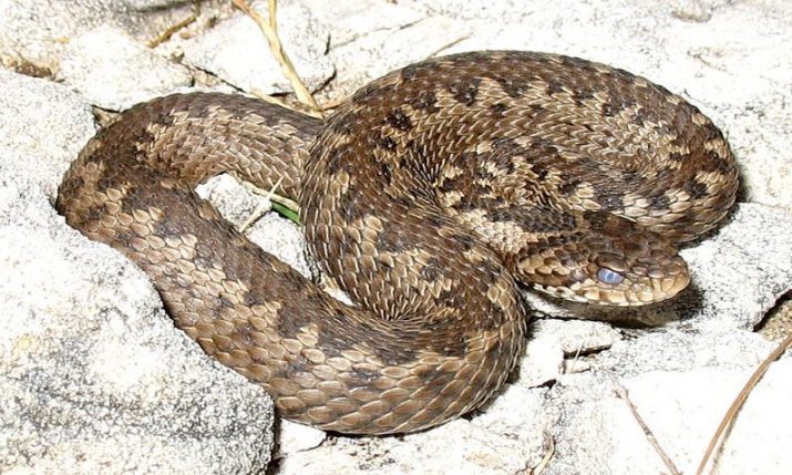 Snakes in Croatia – what to watch out for 