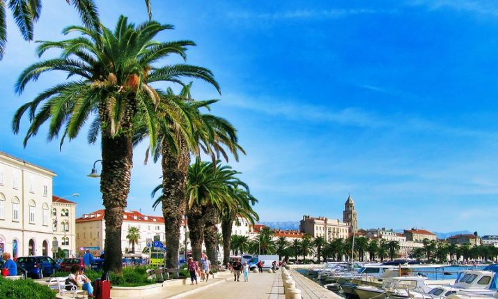 First palm tree on Split waterfront planted exactly 100 years ago