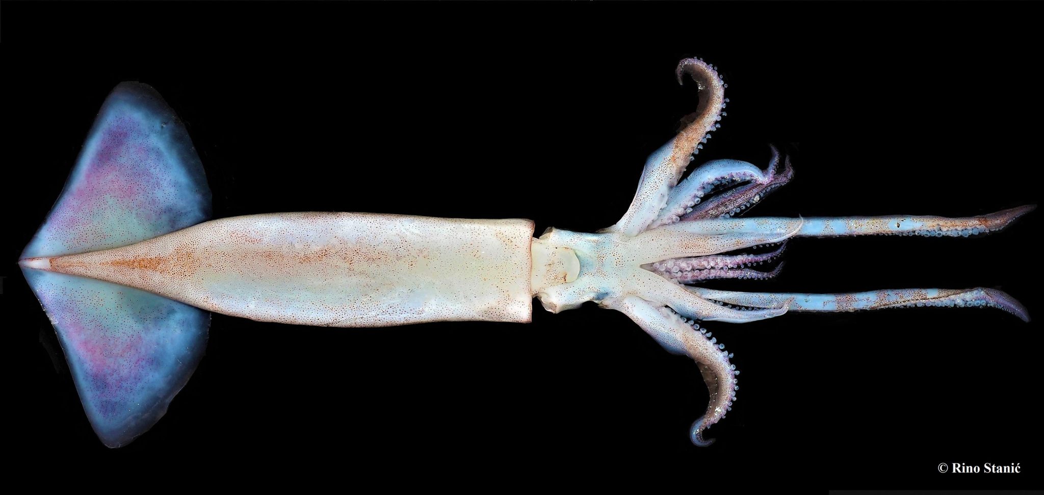 PHOTOS: Flying Squid Arrive In Croatia’s Adriatic Sea | Croatia Week