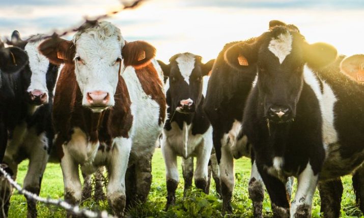 cattle and crops demo