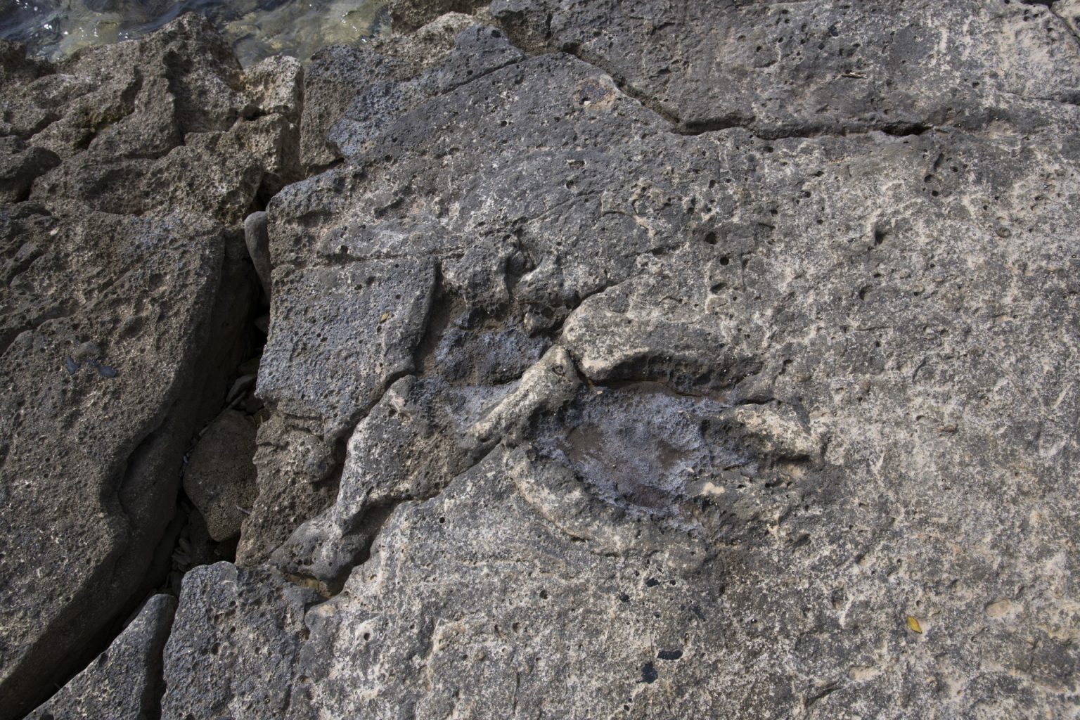 brijuni national park dinosaur