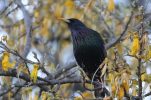 EuroBirdwatch 2021: The common starling the most spotted bird in Croatia