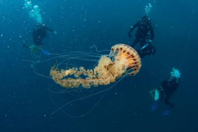 PHOTOS: Scientists encounter gigantic jellyfish in Croatia’s Adriatic ...