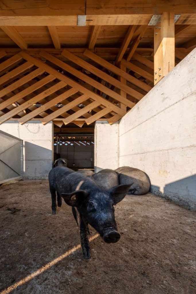 Black Slavonian pig meat becomes 46th Croatian product protected ...