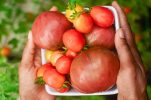 Tomato nostalgia as I relive my Croatian island childhood