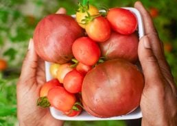 Tomato nostalgia as I relive my Croatian island childhood