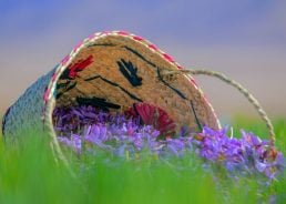 Inside the only saffron farm in Istria