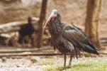 Rare and endangered bald ibis bird spotted in Croatia – plea to the public