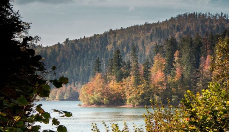 Croatia boasts 95% of natural forests | Croatia Week