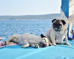 Croatian dog beach bar opening in California