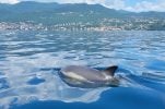 Solitary dolphins in Rijeka Bay and near Rab Island – people warned not to approach 