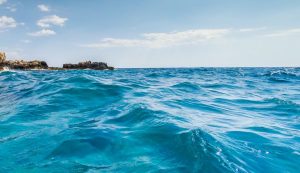 Endangered Species' Return Mediterranean monk seal croatia