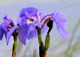 Iris: Why it’s Croatia’s proud national flower 