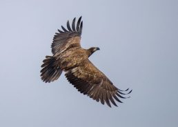 One of the largest birds of prey spotted in Croatia after 71 years