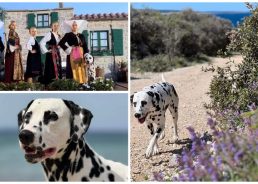 Meet Pago: The darling Dalmatian ambassador from Pag