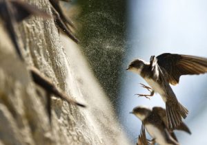 A sand martin symbol of Đelekovec