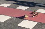 VIDEO: Adorable duck family halts traffic in Zagreb