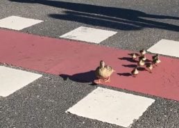 VIDEO: Adorable duck family halts traffic in Zagreb