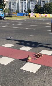 ducks cross street zagreb
