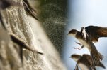 Northern Croatian town declared first village of sand martins