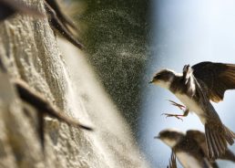 Northern Croatian town declared first village of sand martins