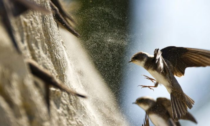 Northern Croatian town declared first village of sand martins