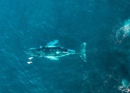 Whale spotted in Mljet Channel off Croatian coast