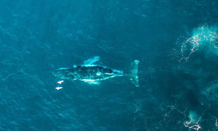 Whale spotted in Mljet Channel off Croatian coast