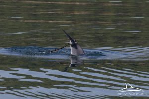 Dolphin in Croatian waters entangled in rope