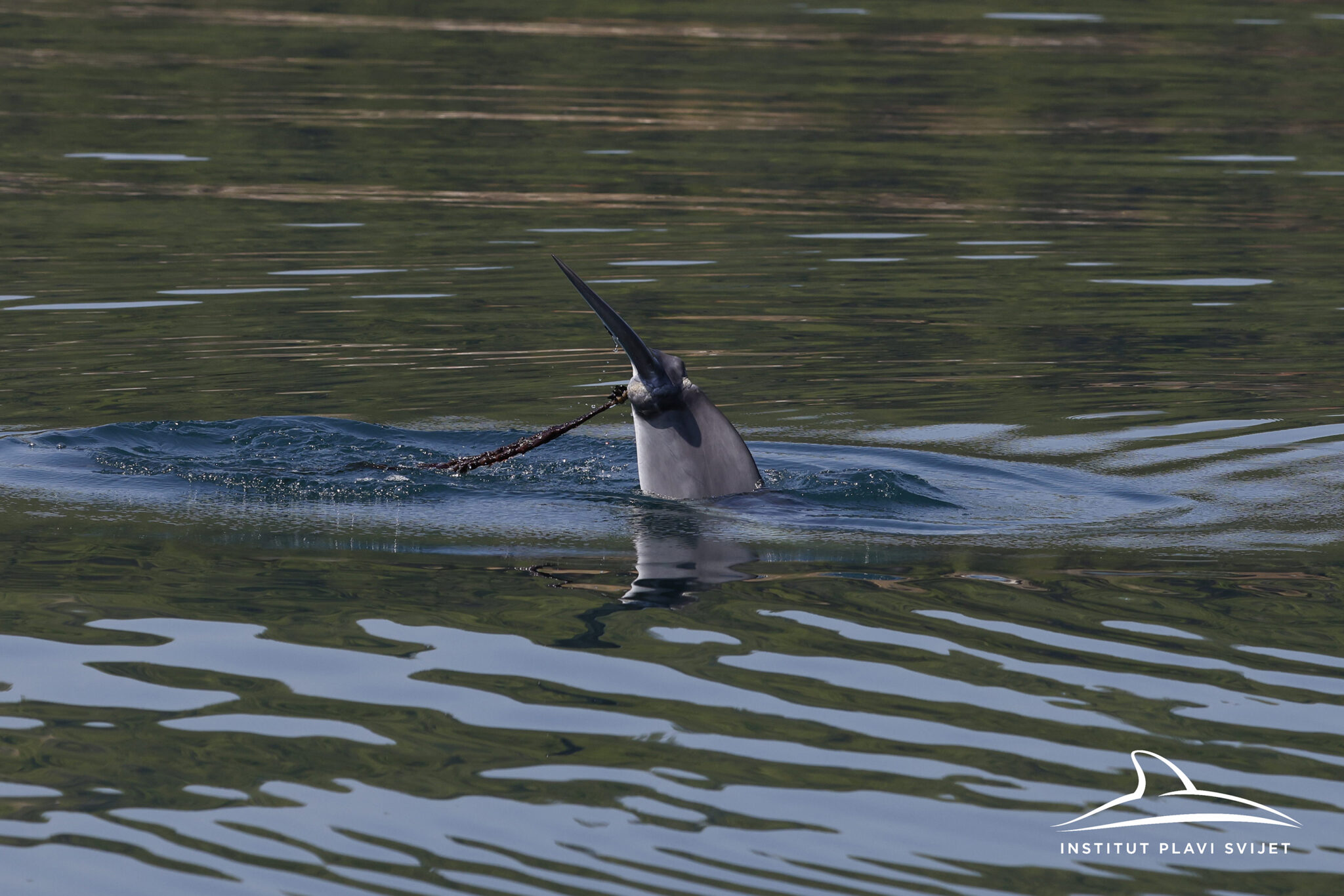 Dolphin in Croatian waters entangled in rope