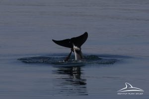 Dolphin in Croatian waters entangled in rope