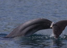 PHOTOS: Dolphin in Croatian waters entangled in rope