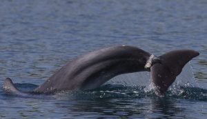 Dolphin in Croatian waters entangled in rope