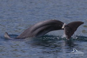 Dolphin in Croatian waters entangled in rope