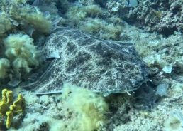 From extinction to hope as angel sharks filmed in Croatian waters