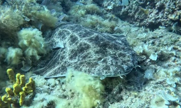 From extinction to hope as angel sharks filmed in Croatian waters