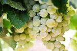 Indigenous Croatian grape variety makes comeback in vineyards