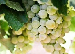 Indigenous Croatian grape variety makes comeback in vineyards