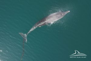 Dolphin in Croatian waters entangled in rope