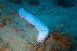 Divers find rare Albino sea cucumber in Croatian Adriatic