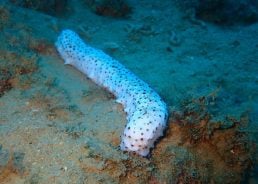 Divers find rare Albino sea cucumber in Croatian Adriatic